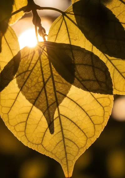 Imagen PNG para descargar